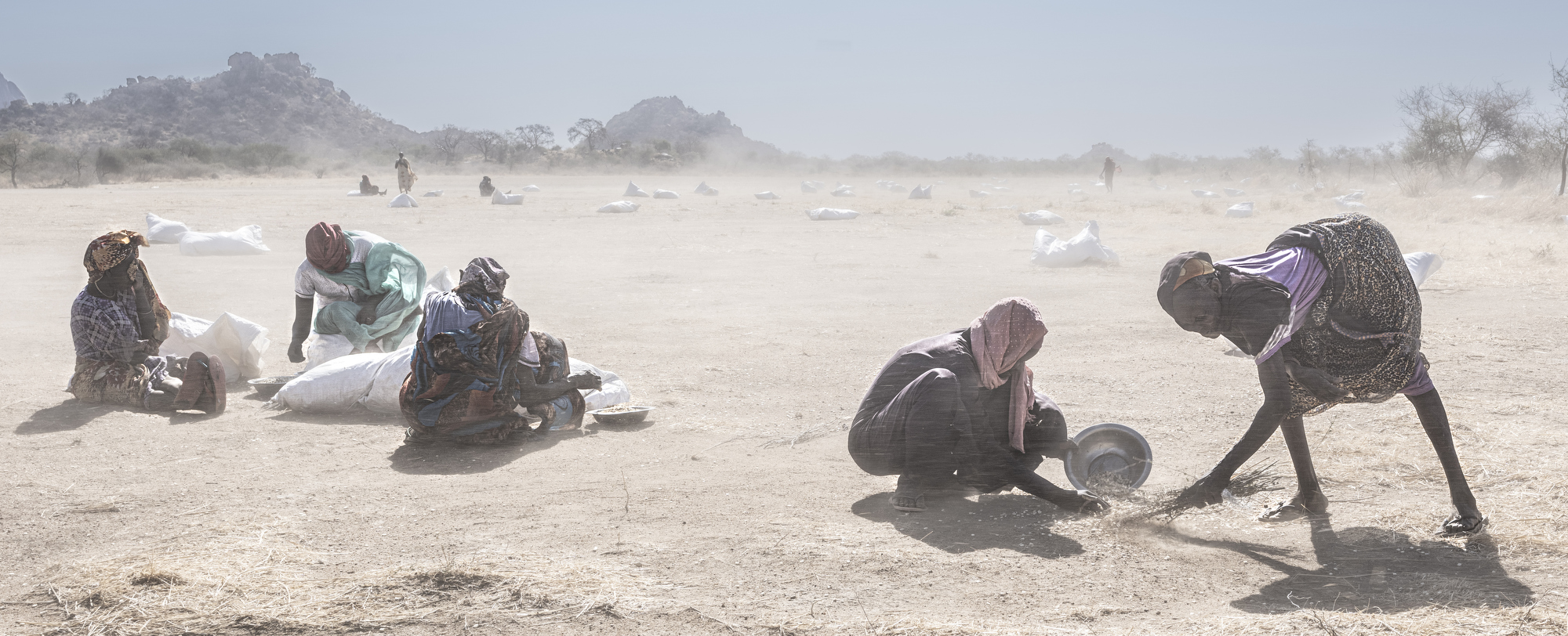 Some 50 IDP’s are paid to recover maize spilt when 50kg sacks burst during relief airdrops at Julud airstrip. They work in 40 degree heat and vicious sandstorms desperately trying to save every last grain. On 24th Dec 2024 the Famine Review Committee declared famine in the Western Nuba Mountains, Sudan, as a result of the ongoing conflict. Currently the situation is in abeyance while the harvest is consumed. Conditions are expected to rapidly deteriorate in the next 2-3 months.